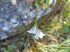 Gagea graeca