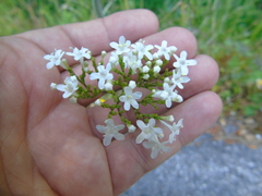 Valeriana italica