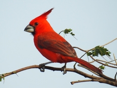 Cardinalis phoeniceus