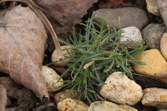 Dianthus microlepis