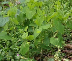 Aristolochia pallida
