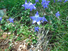 Campanula spatulata