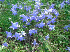 Campanula spatulata
