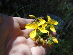 Hypericum perfoliatum