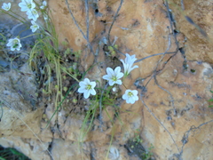 Gagea graeca