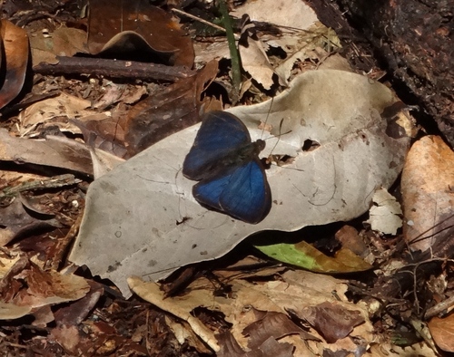 Euriphene simplex