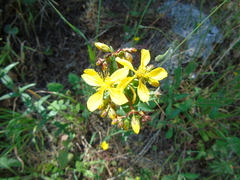 Hypericum perfoliatum