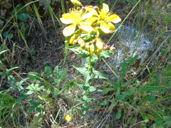 Hypericum perfoliatum