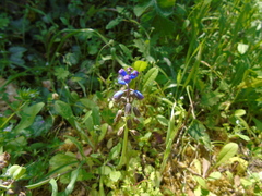 Bellevalia dubia boissieri