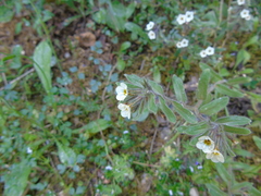 Alkanna corcyrensis