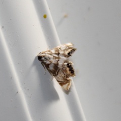 Eoparargyractis irroratalis