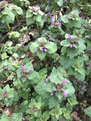 Lamium purpureum