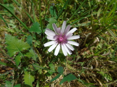 Crepis rubra