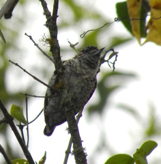 Picumnus squamulatus