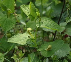 Aristolochia pallida