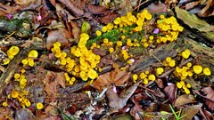 Marasmius rhyssophyllus
