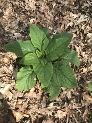 Digitalis purpurea