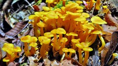Marasmius rhyssophyllus