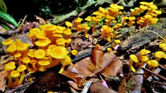 Marasmius rhyssophyllus