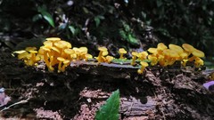 Marasmius rhyssophyllus