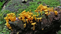 Marasmius rhyssophyllus