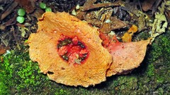 Abrachium floriforme