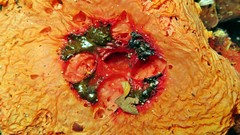 Abrachium floriforme