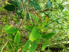 Chiococca alba