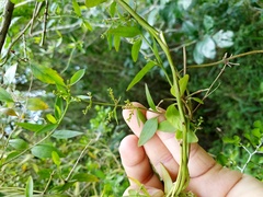 Chiococca alba