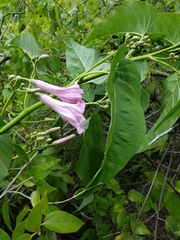 Ipomoea carnea fistulosa