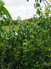 Ipomoea carnea fistulosa