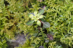 Chrysosplenium macrostemon