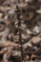 Daphne alpina