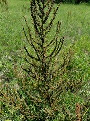 Suaeda linearis