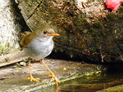 Catharus aurantiirostris