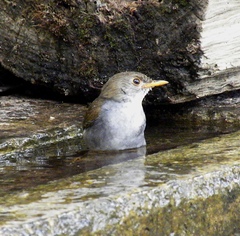 Catharus aurantiirostris