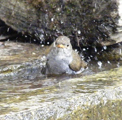 Catharus aurantiirostris