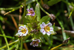 Euphrasia antarctica