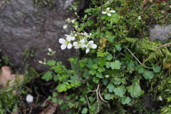 Cardamine tanakae