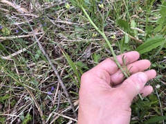 Cardamine pratensis pratensis