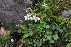 Cardamine tanakae
