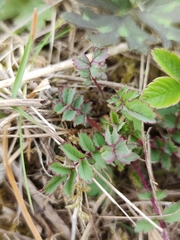 Sanguisorbinae