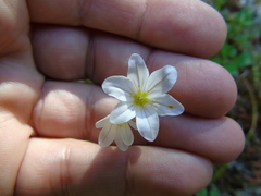 Gagea graeca