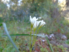 Gagea graeca