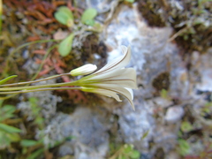 Gagea graeca