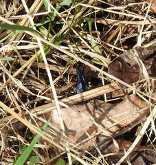 Ichneumon centrator