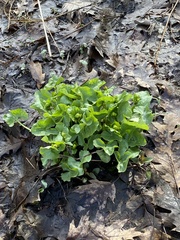 Caltha palustris