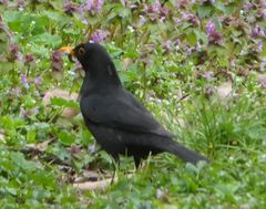 Turdus merula