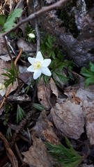 Anemonoides nemorosa