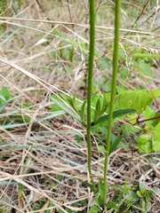 Buchnera floridana image
